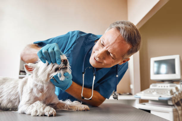 Best Weekend Emergency Dentist in White House, TN